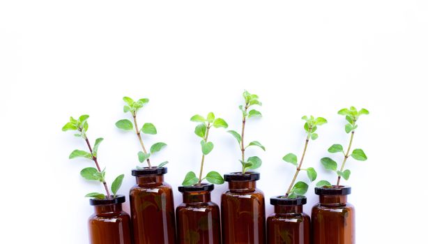 Oregano leaves with essential oil bottles on white background.