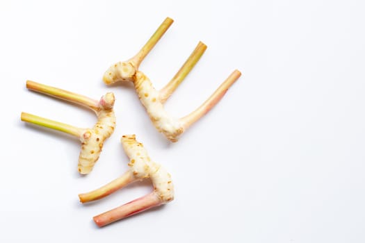 Fresh galangal isolated on white background.