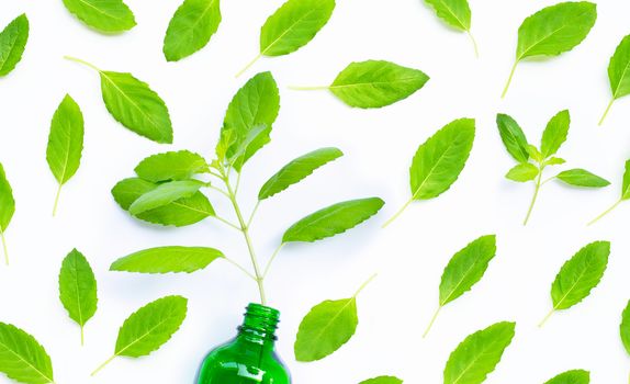 Fresh sweet basil leaves on white background. Top view