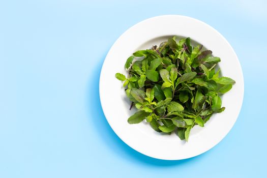 Fresh holy basil leaves in dish plate on blue background. Copy space