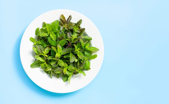 Fresh holy basil leaves in dish plate on blue background. Copy space