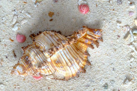 shells of brown murex and pink button snails on white sand