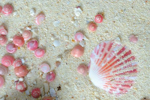 shells of pink button snails (Umbonium vestiarum) and scallop (Amusium pleuronectes) on white sand