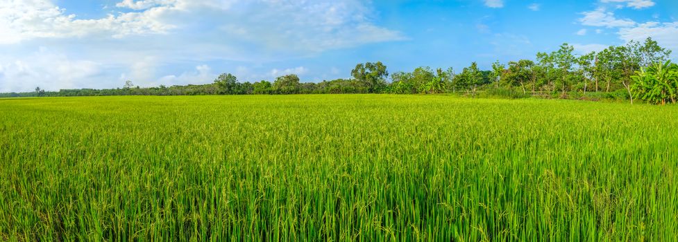 panoramic view of an emerald green and warm yellow colors of the young rice corp in the field in the morning sun