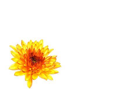Dahlia, bright and colorful yellow and orange single flower macro shot, isolated on white background
