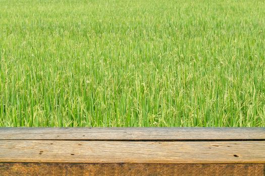 real natural wood shelf with green rice field background