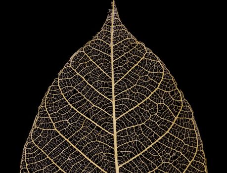 leaf veins pattern isolated on black background