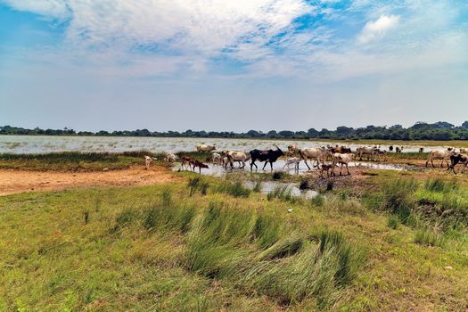 Asian cow ox bull cattle watering place landscape savannah pasture walking of high grass