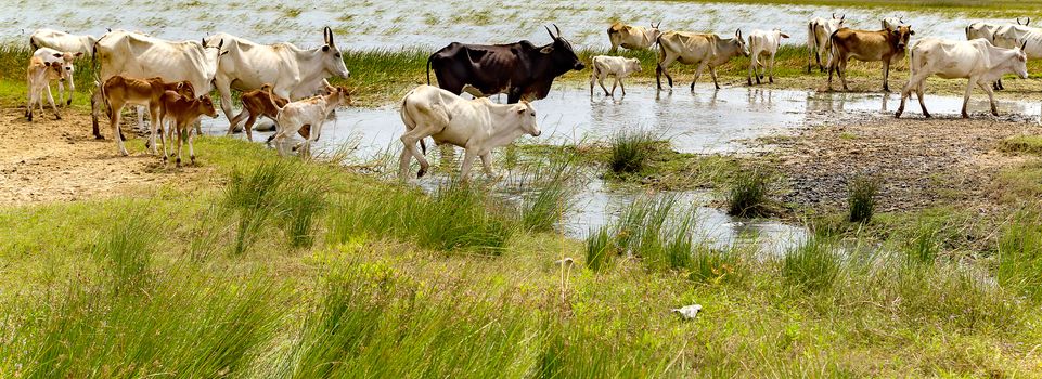 Asian bloodline cow, cows in summer rural landscape watering place