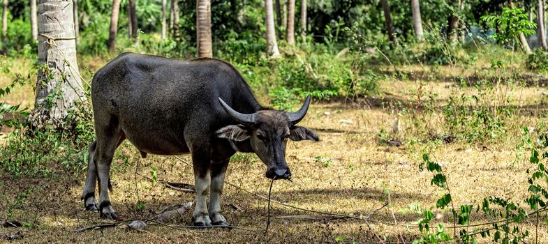 Water buffalo. Side view. Carabao on pasture meadow grass close up side view, Yala National Park, Sri Lanka, Asia.