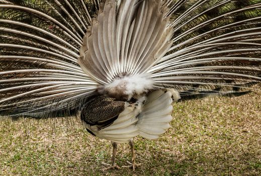 Portrait of beautiful Peacocks, colorful details peacock feathers