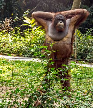 Orangutan face view in the zoo scene view