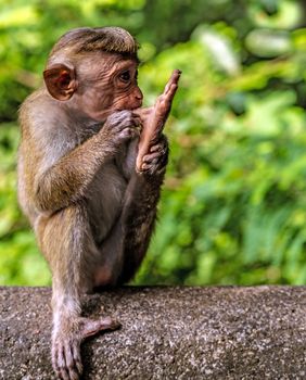 Portrait Macaque monkey in Sri Lanka, blur background