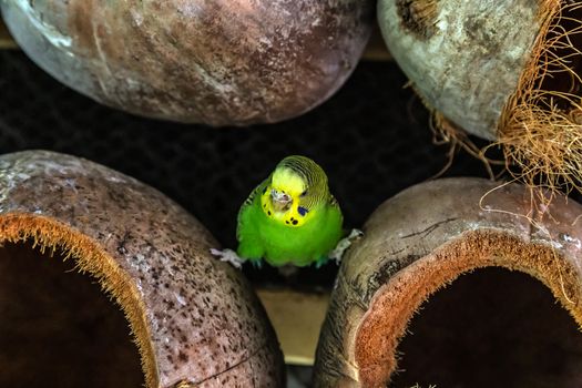 Budgerigars Melopsittacus undulatus parrot closeup sitting in the nest dried coconut shell