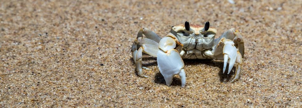 Crab close up in Summer holiday beach