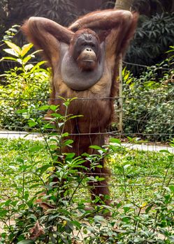 Portrait adult male of the Dominant male orangutan of Borneo. Indonesia orang-utan, Pongo pygmaeus