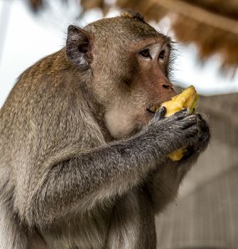 Portrait Rhesus Macaques monkey. Macaca Mulatta Primates monkey eats banana, blur background