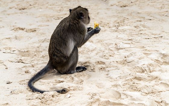 Rhesus monkey Macaca Mulatta Primates eats banana. Footprints in the sand beach