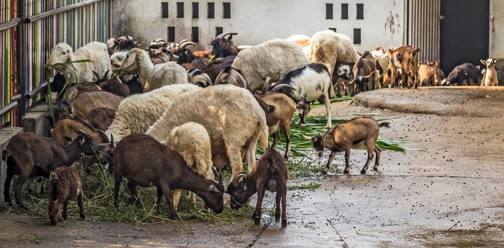 Goats eating grass in farm, mountain goats. goat with horns.