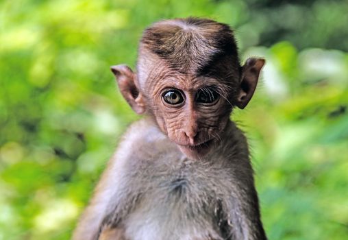 Macaque Monkey in Sri Lankan Monkeys At Yala National Park. Toque Macaque blur background