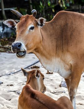 Asian cow calf Cows head mammal animals
