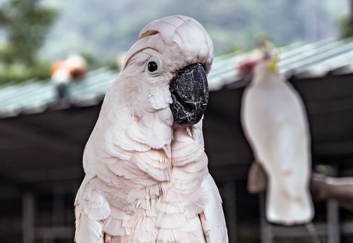 Umbrella white cockatoo parrot (Cacatua alba)