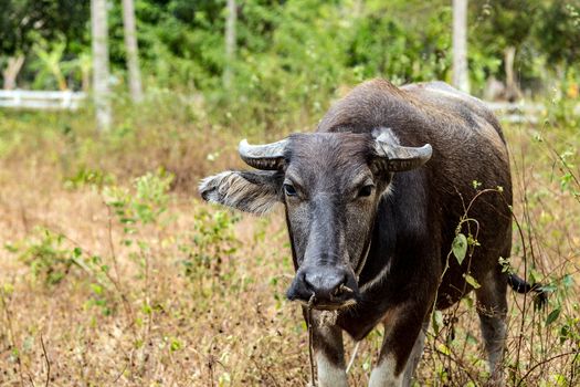 Black water buffalo or Carabao in Thailand forest