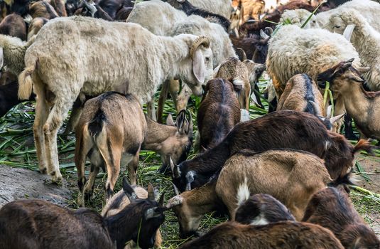 Goats eating grass in farm livestock, mountain goats. goat with horns.