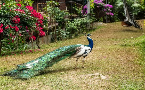 Beautiful peacocks, colorful details peacock feathers