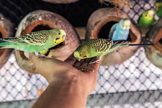 Budgerigar Australian Parakeet Melopsittacus undulatus parrot pet Bird close up sits in hand