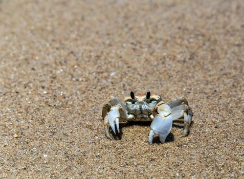 Crab in Sand beach aerial top view of a beautiful sandy beach Mahe island, Seychelles