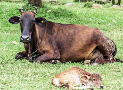 Asian bloodline cow brown chesnut calf