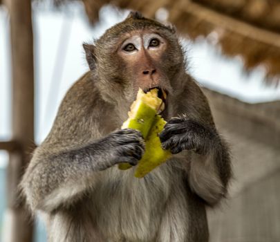 Portrait Rhesus monkey Macaca Mulatta Primates eating banana. Kathmandu, Nepal