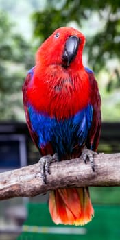 Eclectus Parrot (Eclectus roratus) female red blue on Tree Branch, portrait front view