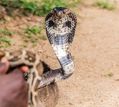 cobra snake with their hoods extended