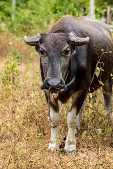 Water buffalo. Side view carabao