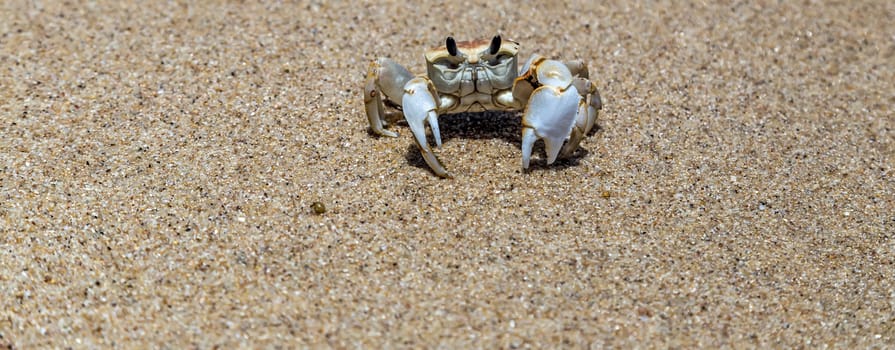 Crab with large claws close up