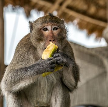 Rhesus Macaques monkey Macaca Mulatta Primates sits and eating banana, blur background