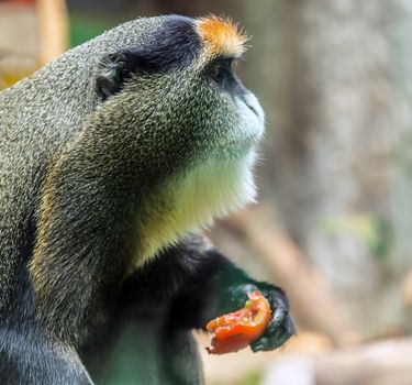 Male De Brazza's monkey African primates.