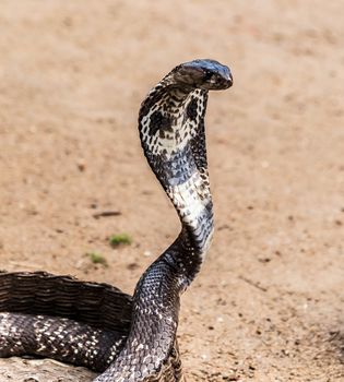 king cobra in its defensive posture hoods extended