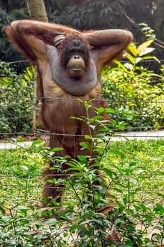 Orangutan ape monkey posting of Borneo. Indonesia