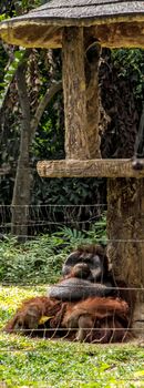 Portrait smiling Orangutans sit in the jungle of indonesia
