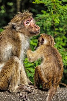 Toque macaque or Macaca sinica Sri Lanka Monkeys At Yala National Park