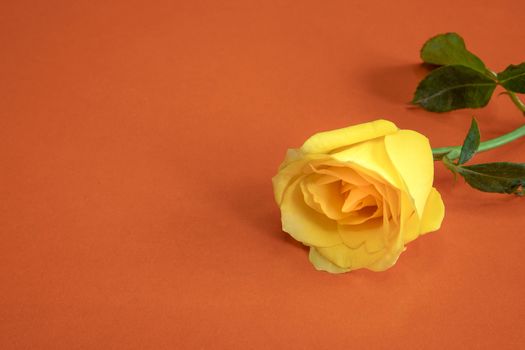a single beautiful yellow rose on an orange wooden background