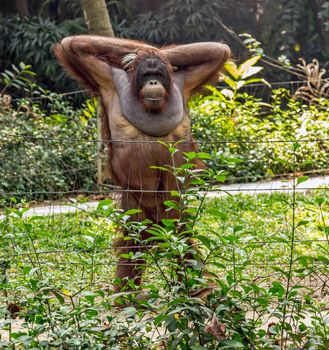 Wild nature in Tropical Rainforest Orangutan Portrait.