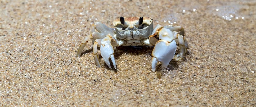 Crab close up top View on white sand beach ,Thailand
