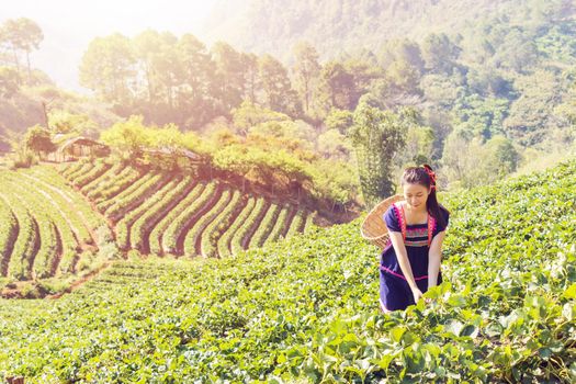 Young Tribal Asian women from Thailand picking tea leaves on tea field plantation in the morning at doi ang khang national park , Chiang Mai, Thailand. Beautiful Asia female model in her 30s.