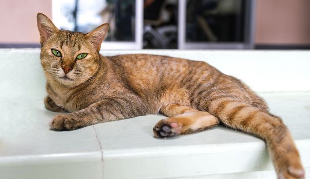 A portrait of a mature female domestic cat with bright green eyes and golden brown fur lying lazily on a stairway