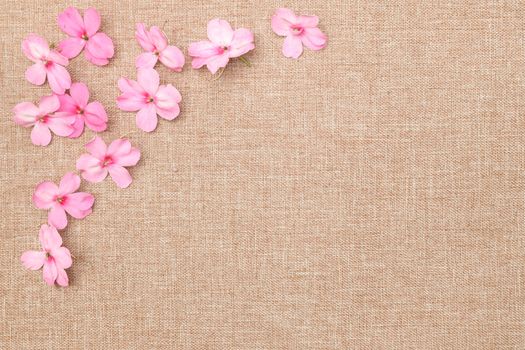 Delicate pink impatiens flowers on light brown linen cloth background with copy space. Templete mockup.