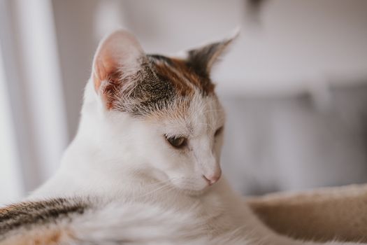 beautiful cute little white-red cat closeup feline